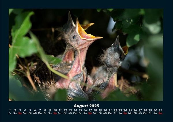 Produktbild: Vogelparadies 2025 Fotokalender DIN A4
