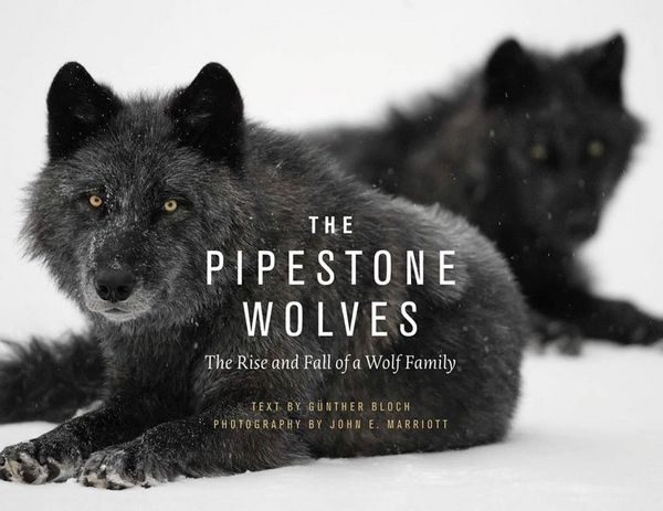 Produktbild: The Pipestone Wolves