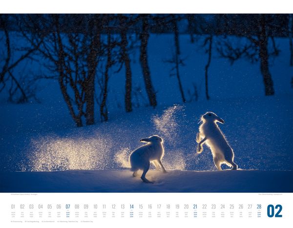 Produktbild: Tierwelt Skandinavien Kalender 2027
