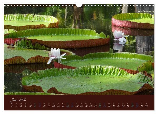 Produktbild: Indische Perle - Mauritius (Wandkalender 2026 DIN A3 quer), CALVENDO Monatskalender