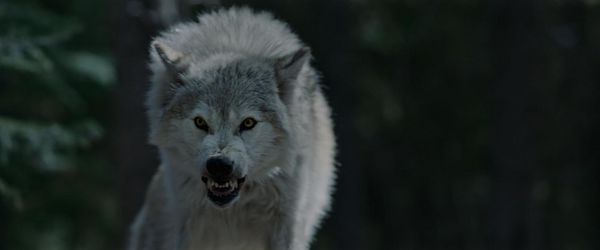 Produktbild: Out Come The Wolves - Wir sind die Beute