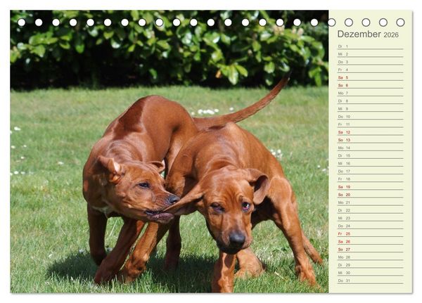 Produktbild: Rhodesian Ridgeback - Jung, wild, zuckers&uuml;&szlig; (Tischkalender 2026 DIN A5 quer), CALVENDO Monatskalender