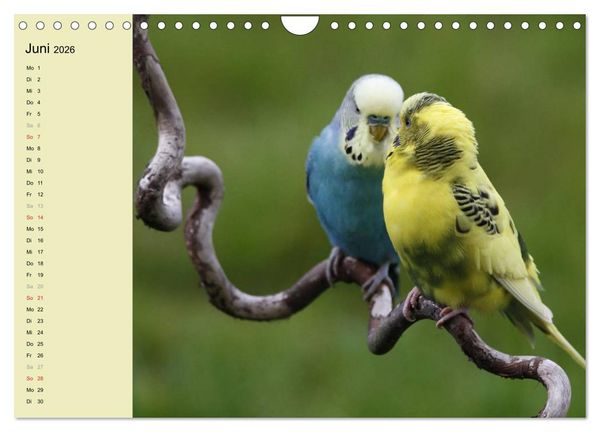 Produktbild: Terminplaner Wellensittiche (Wandkalender 2026 DIN A4 quer), CALVENDO Monatskalender