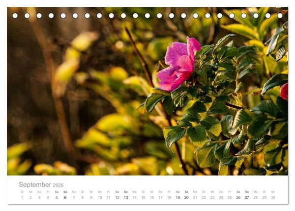 Produktbild: Traumziel D&auml;nemark (Tischkalender 2026 DIN A5 quer), CALVENDO Monatskalender