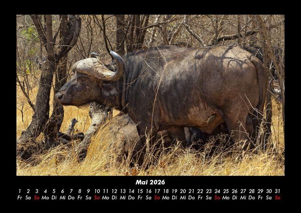 Produktbild: Welt der Tiere 2026 Fotokalender DIN A3
