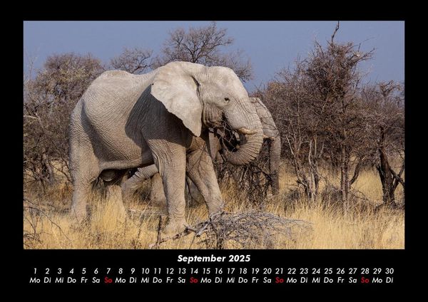 Produktbild: Der Elefantenkalender 2025 Fotokalender DIN A3