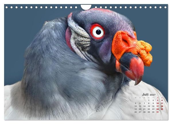 Produktbild: GEIERPORTR&Auml;TS (Wandkalender 2027 DIN A4 quer), CALVENDO Monatskalender