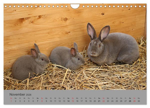 Produktbild: Rex - Kaninchen (Wandkalender 2026 DIN A4 quer), CALVENDO Monatskalender