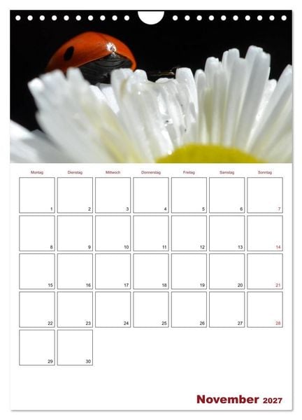 Produktbild: Marienk&auml;fergl&uuml;ck (Wandkalender 2027 DIN A4 hoch), CALVENDO Monatskalender