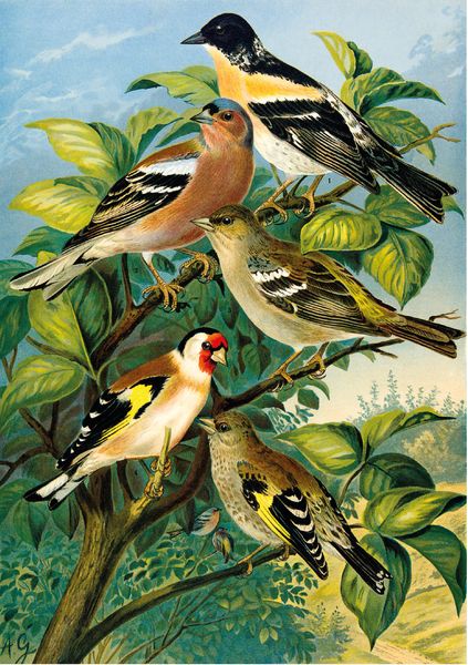Produktbild: Johann Friedrich Naumann &ndash; Die V&ouml;gel Mitteleuropas