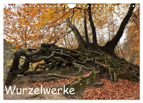Produktbild: Wurzelwerke (Wandkalender 2026 DIN A4 quer), CALVENDO Monatskalender