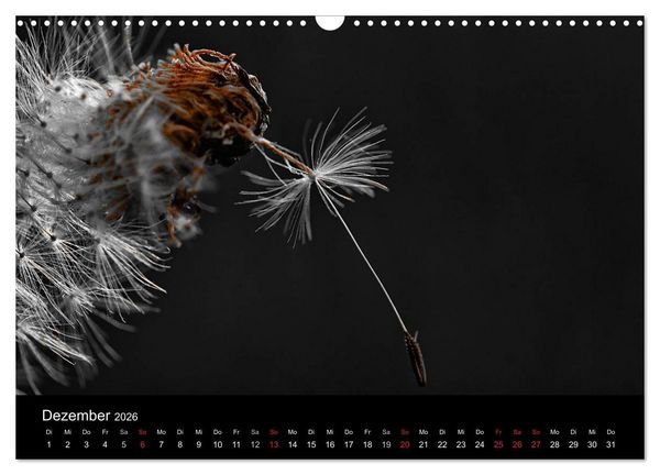 Produktbild: schwarz/wei&szlig; trifft farbe (Wandkalender 2026 DIN A3 quer), CALVENDO Monatskalender