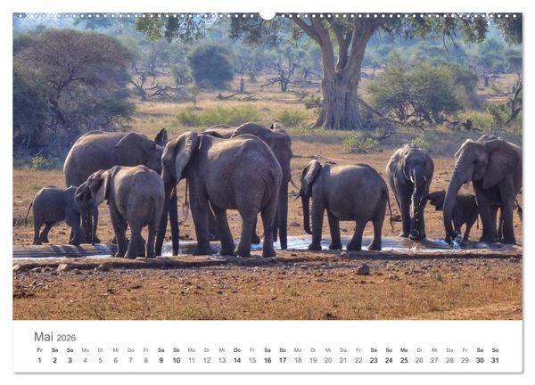 Produktbild: Afrika - Tiere im Kr&uuml;ger Nationalpark (hochwertiger Premium Wandkalender 2026 DIN A2 quer), Kunstdruck in Hochglanz