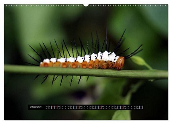 Produktbild: Exoten-Kalender (Wandkalender 2026 DIN A2 quer), CALVENDO Monatskalender