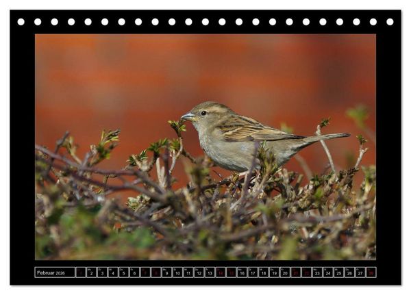 Produktbild: Niederrheinische Vogelwelt (Tischkalender 2026 DIN A5 quer), CALVENDO Monatskalender