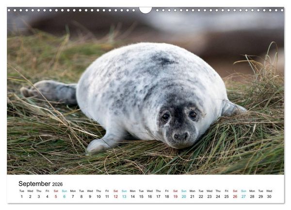 Produktbild: Grey Seal Pups of Donna Nook (Wall Calendar 2026 DIN A3 landscape), CALVENDO 12 Month Wall Calendar