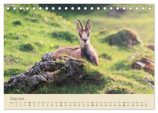 Produktbild: Wild encounters &ndash; Moments in the heart of nature (Desk Calendar 2026 DIN A5 landscape), CALVENDO 12 Month DeskCalendar