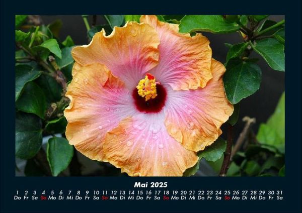 Produktbild: Blumentraum 2025 Fotokalender DIN A4