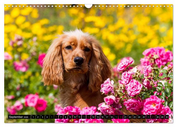 Produktbild: English Cocker Spaniel - Fr&ouml;hliche Gesellen (Wandkalender 2026 DIN A3 quer), CALVENDO Monatskalender