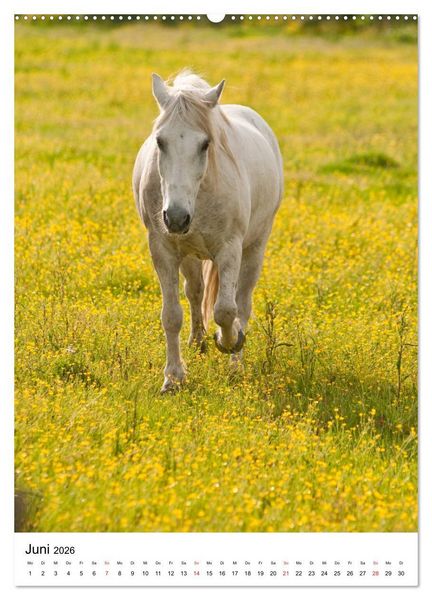 Produktbild: Camargue Pferde - wei&szlig;e M&auml;hnen (hochwertiger Premium Wandkalender 2026 DIN A2 hoch), Kunstdruck in Hochglanz