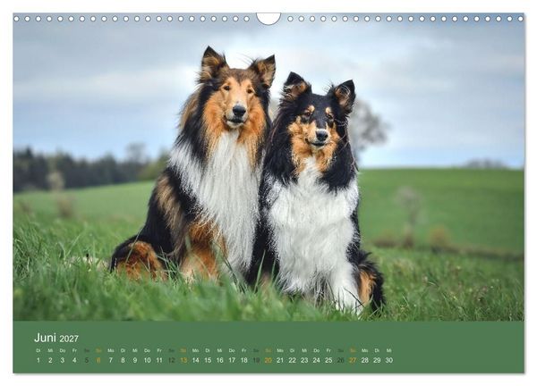 Produktbild: Der Collie der beste Hund der Welt (Wandkalender 2027 DIN A3 quer), CALVENDO Monatskalender