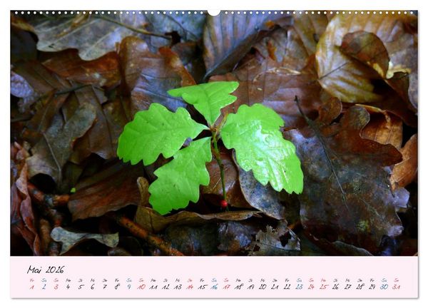 Produktbild: Wald und Baum 2026 (hochwertiger Premium Wandkalender 2026 DIN A2 quer), Kunstdruck in Hochglanz