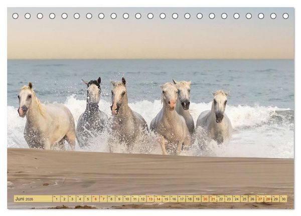 Produktbild: Die wilden Pferde der Camargue (Tischkalender 2026 DIN A5 quer), CALVENDO Monatskalender