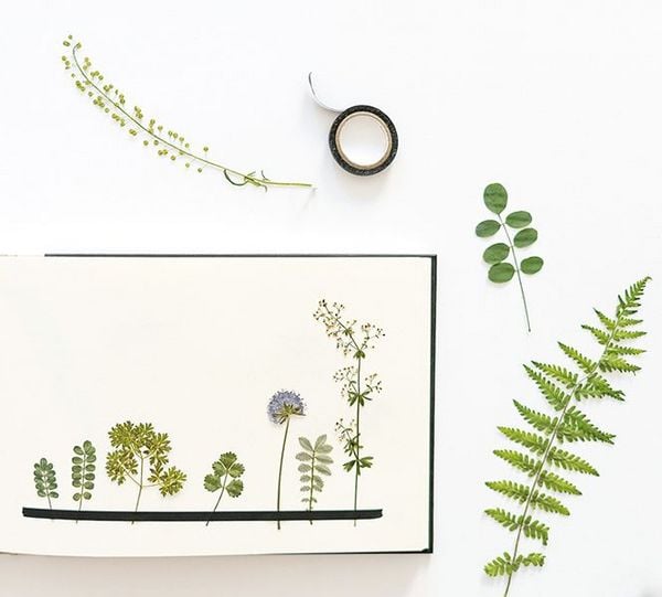 Produktbild: Veilchen, Farn & Ringelblumen