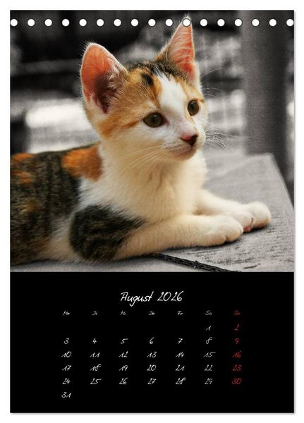 Produktbild: Katzenalltag 2026 (Tischkalender 2026 DIN A5 hoch), CALVENDO Monatskalender