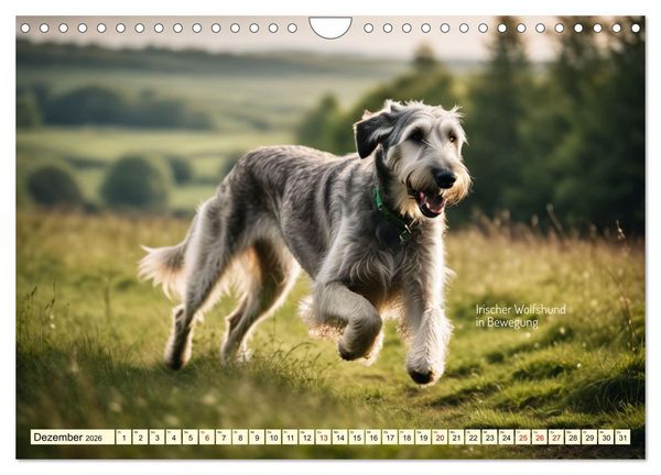 Produktbild: Windhunde im Portrait (Wandkalender 2026 DIN A4 quer), CALVENDO Monatskalender