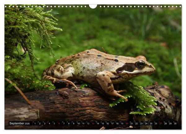 Produktbild: Salamander und Co. (Wandkalender 2026 DIN A3 quer), CALVENDO Monatskalender
