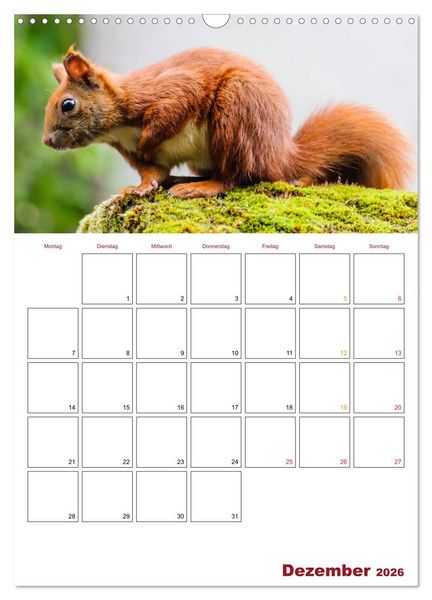 Produktbild: Eichh&ouml;rnchen Planer 2026 (Wandkalender 2026 DIN A3 hoch), CALVENDO Monatskalender