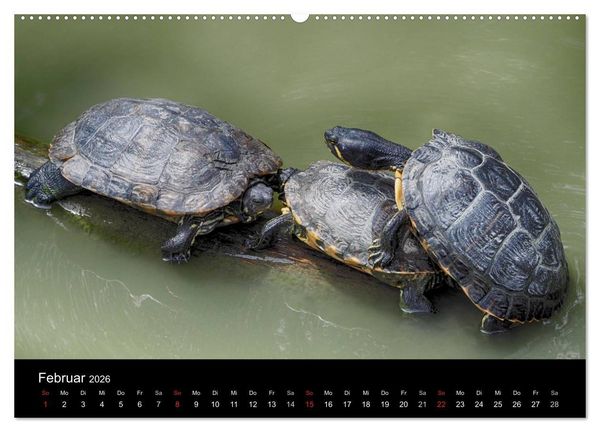 Produktbild: Wasserschildkr&ouml;ten (Wandkalender 2026 DIN A2 quer), CALVENDO Monatskalender