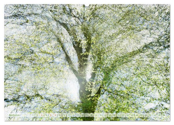 Produktbild: Vielfalt der B&auml;ume - variety of trees (hochwertiger Premium Wandkalender 2026 DIN A2 quer), Kunstdruck in Hochglanz