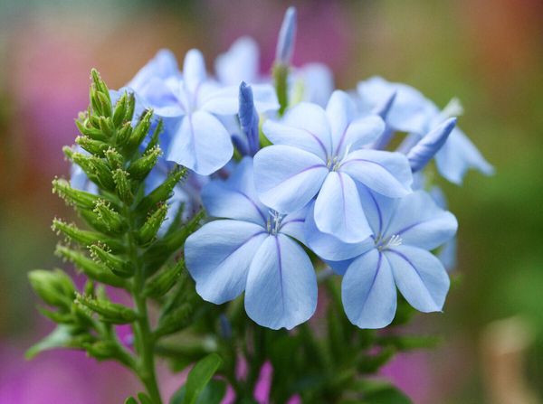 Produktbild: CALVENDO Puzzle Bleiwurz, Plumbago | 2000 Teile Lege-Gr&ouml;&szlig;e 90x67cm Foto-Puzzle f&uuml;r gl&uuml;ckliche Stunden