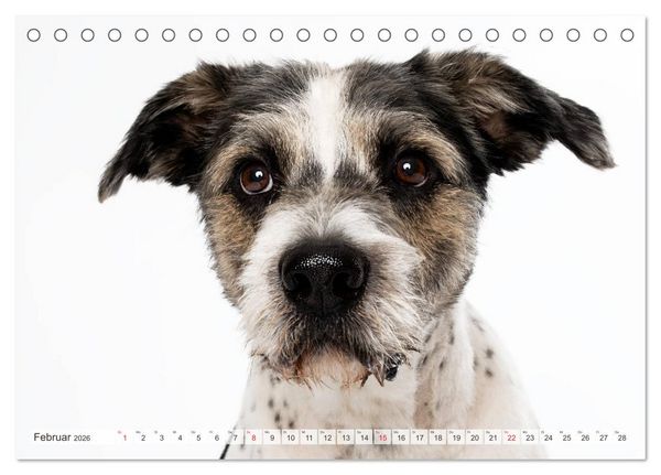 Produktbild: Kleine Hunde - Gro&szlig;e Blicke (Tischkalender 2026 DIN A5 quer), CALVENDO Monatskalender