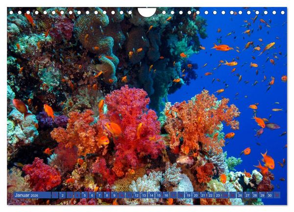 Produktbild: Farbenfrohes Meer (Wandkalender 2026 DIN A4 quer), CALVENDO Monatskalender