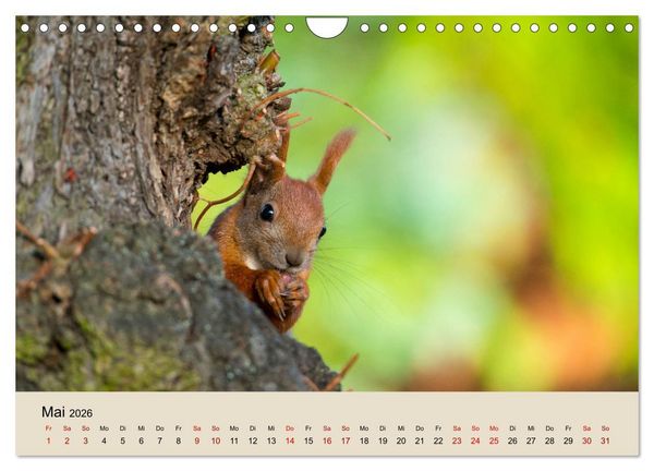 Produktbild: Eichh&ouml;rnchen in Berlin (Wandkalender 2026 DIN A4 quer), CALVENDO Monatskalender