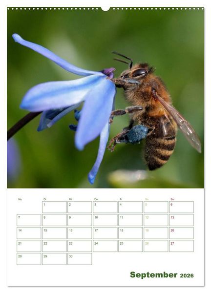 Produktbild: Bienen-Terminplaner 2026 (Wandkalender 2026 DIN A2 hoch), CALVENDO Monatskalender