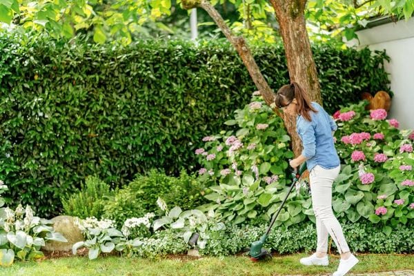 Produktbild: Bosch Home and Garden EasyGrassCut 23 Elektro Rasentrimmer 230 V Schnittbreite (max.): 23 cm