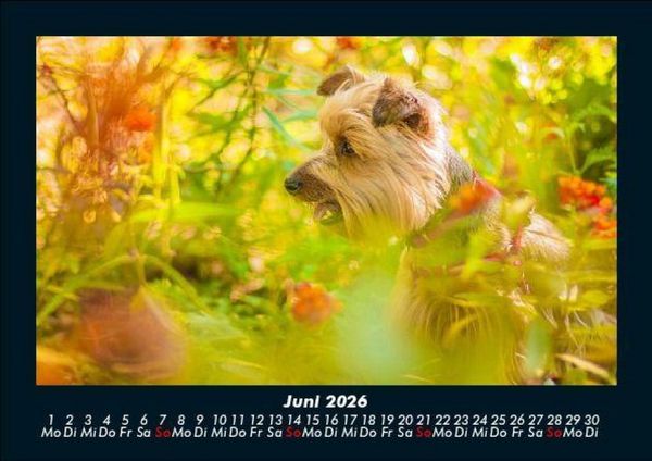 Produktbild: Blumentr&auml;ume 2026 Fotokalender DIN A5