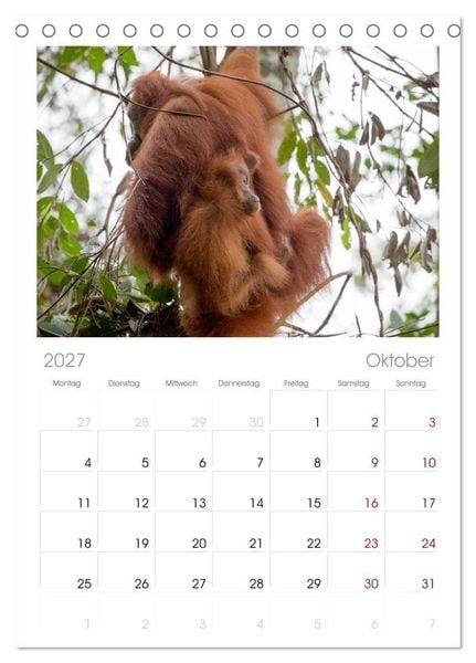 Produktbild: Tischplaner 2027 - Orang-Utans - Menschen des Regenwaldes (A5 Tischkalender zum Aufstellen) CALVENDO