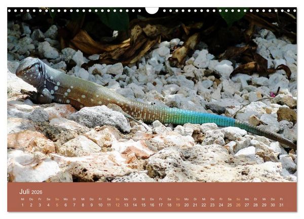 Produktbild: ABC: Aruba - Bonaire - Cura&ccedil;ao (Wandkalender 2026 DIN A3 quer), CALVENDO Monatskalender
