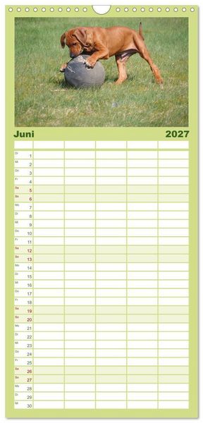 Produktbild: Familienplaner 2027 - Rhodesian Ridgeback - Jung, wild, zuckers&uuml;&szlig; mit 5 Spalten (Wandkalender, 21 x 45 cm) CALVENDO