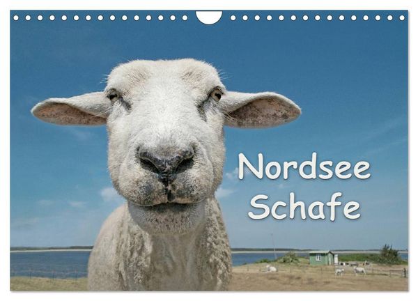 Produktbild: Nordsee Schafe (Wandkalender 2026 DIN A4 quer), CALVENDO Monatskalender