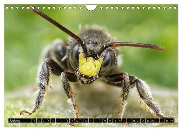 Produktbild: Faszination Makrofotografie: Wespen und Bienen (Wandkalender 2026 DIN A4 quer), CALVENDO Monatskalender
