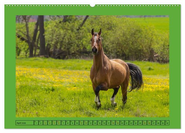 Produktbild: Pferde, das gr&ouml;&szlig;te Gl&uuml;ck auf dieser Erde (hochwertiger Premium Wandkalender 2026 DIN A2 quer), Kunstdruck in Hochglanz