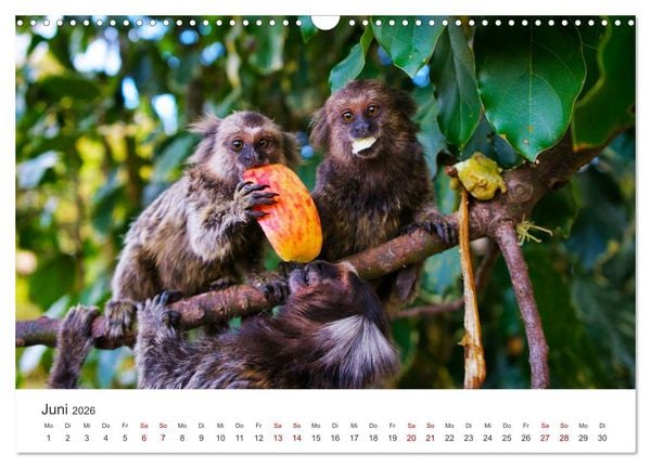 Produktbild: Brasilien - Karnevale, Fu&szlig;ball und Regenw&auml;lder. (Wandkalender 2026 DIN A3 quer), CALVENDO Monatskalender