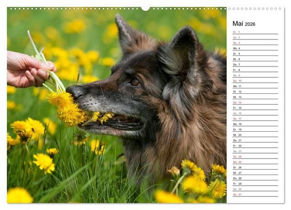 Produktbild: Zauberhafte Langhaar Sch&auml;ferhunde (hochwertiger Premium Wandkalender 2026 DIN A2 quer), Kunstdruck in Hochglanz