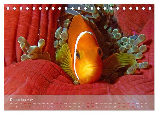Produktbild: Anemonefish - always busy - always on the move (Desk Calendar 2027 DIN A5 landscape), CALVENDO 12 Month DeskCalendar